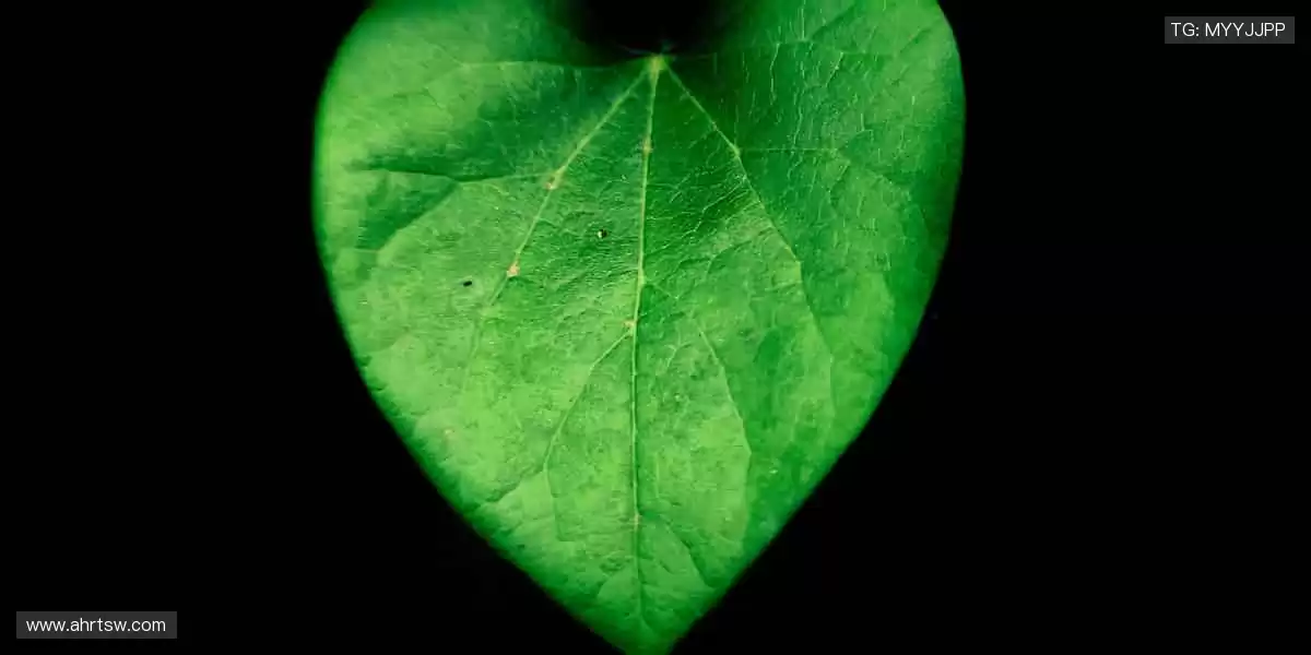 见证传奇，尽在顶级赛事！🥇🏀